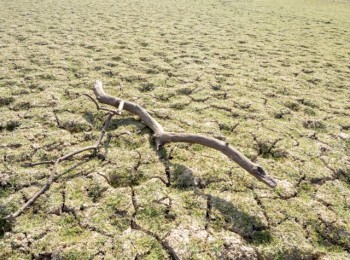 Unos 1.700 millones de personas viven en zonas donde los rendimientos de los cultivos están disminuyendo