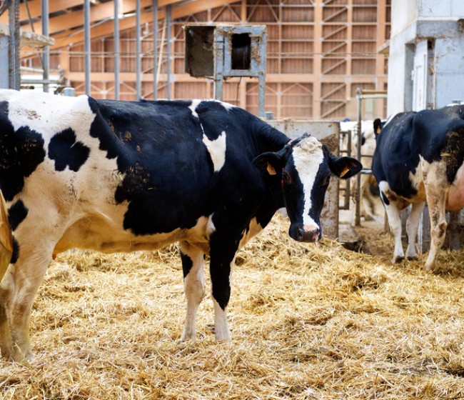 Agaprol, la mayor OP de ganaderos de vacuno de leche por volumen, pide formalmente su entrada en INLAC