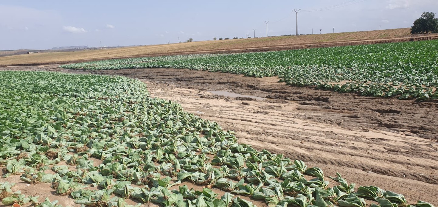 Ibercaja activa un plan de apoyo para los agricultores y ganaderos damnificados por la última DANA