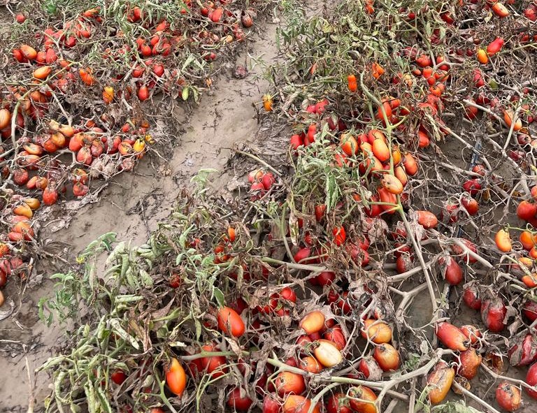 Unas 21.000 ha de cultivos agrícolas se han visto afectadas por la última DANA