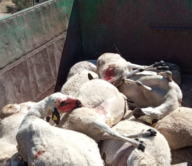 ASAJA pide a Bruselas cambios urgentes en el régimen jurídico del lobo en defensa de los ganaderos