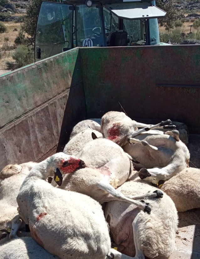 Castilla y León pide al Gobierno flexibilizar la protección del lobo en las zonas de riesgo por sobrepoblación