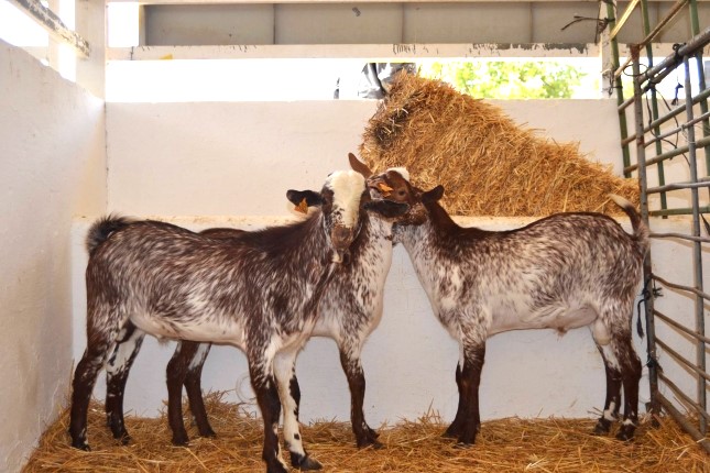 Acriflor alerta que la Feria Internacional Ganadera de Zafra no contará con ganado caprino