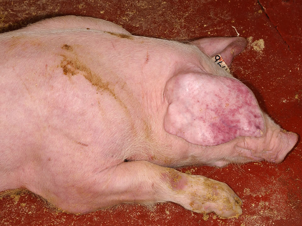 Nuevos focos de Peste Porcina Africana en granjas comerciales de cebo en Italia