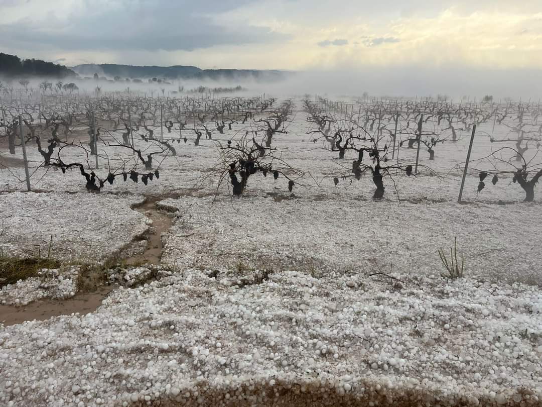 Las tormentas de este fin de semana afectan a más de 22.000 ha de cultivo en la Comunidad Valenciana