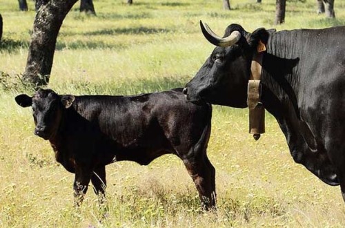 47ª Edición del Concurso-Subasta de Raza Avileña-Negra Ibérica