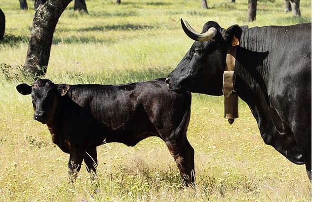 47ª Edición del Concurso-Subasta de Raza Avileña-Negra Ibérica