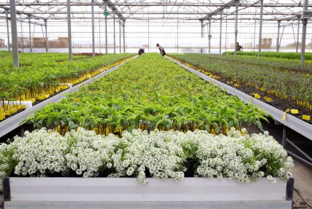 Viveros Hernandorena prevé cerrar 2023 con la venta de más de 150.000 plantas de fruta de hueso