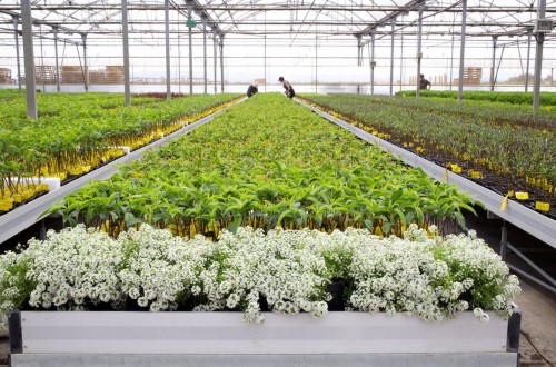 Viveros Hernandorena prevé cerrar 2023 con la venta de más de 150.000 plantas de fruta de hueso