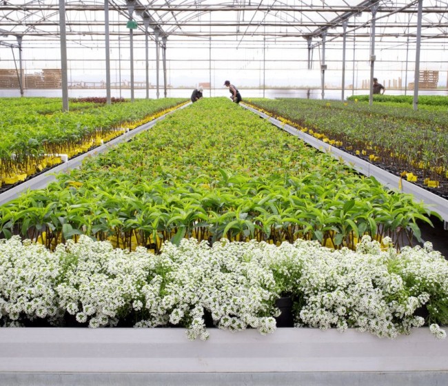 Viveros Hernandorena prevé cerrar 2023 con la venta de más de 150.000 plantas de fruta de hueso