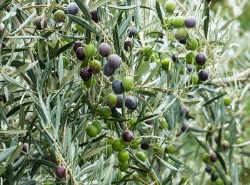 AVA-Asaja prevé una merma del 30% en la producción de aceitunas en Valencia y Castellón