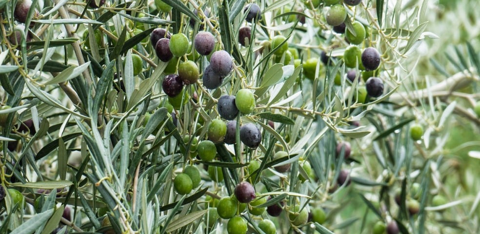 aceitunas olivo