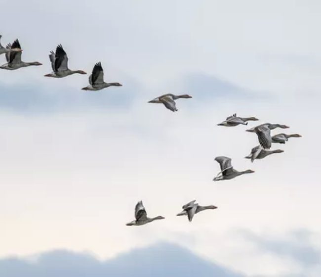 Gripe aviar: la EFSA recomienda más protección de las granjas de aves de corral frente al virus de las aves silvestres
