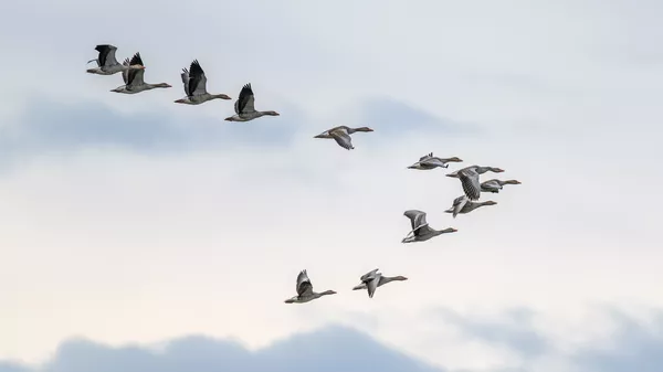 Gripe aviar: la EFSA recomienda más protección de las granjas de aves de corral frente al virus de las aves silvestres