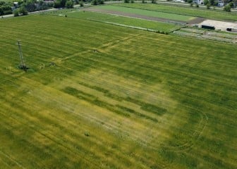 Mejora de la producción de trigo mediante el uso de bacterias fijadoras de nitrógeno en suelo