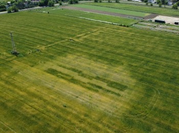 Mejora de la producción de trigo mediante el uso de bacterias fijadoras de nitrógeno en suelo