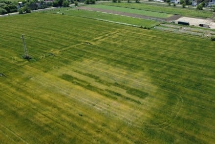 Mejora de la producción de trigo mediante el uso de bacterias fijadoras de nitrógeno en suelo