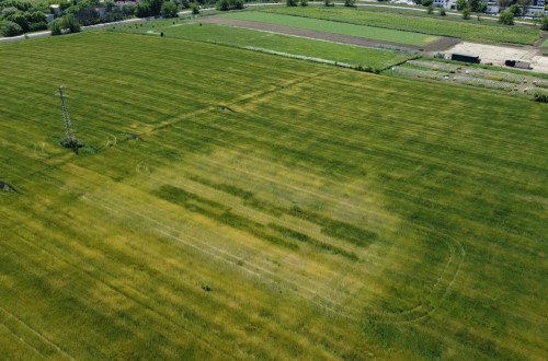 Mejora de la producción de trigo mediante el uso de bacterias fijadoras de nitrógeno en suelo