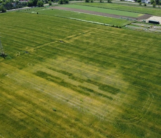 Mejora de la producción de trigo mediante el uso de bacterias fijadoras de nitrógeno en suelo