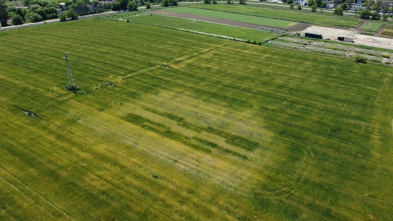 Mejora de la producción de trigo mediante el uso de bacterias fijadoras de nitrógeno en suelo