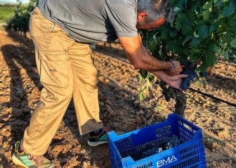 Ribera del Duero: Comienza la vendimia 23/24 en Bosque de Matasnos