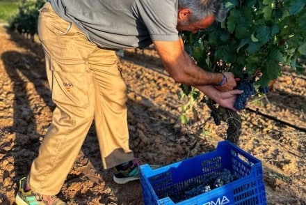 Ribera del Duero: Comienza la vendimia 23/24 en Bosque de Matasnos
