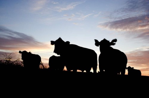 La Enfermedad Hemorrágica Epizoótica supera el centenar de focos y se extiende ya por casi toda España