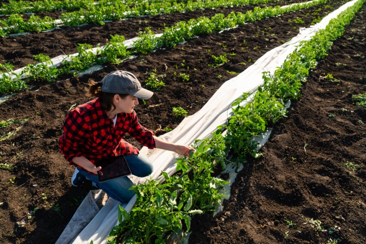 Soluciones digitales para adaptar nuestra hortofruticultura a un clima más cálido y cambiante