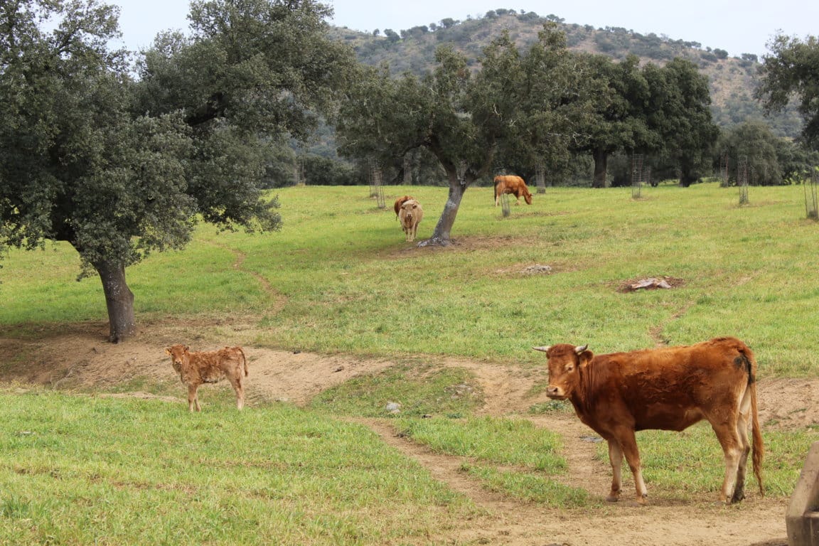 Nueva Red de Entidades Locales Ganadero Cárnica de la FEMP