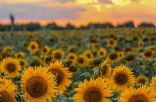 Agroseguro abona más de 9 millones de euros a productores andaluces de girasol