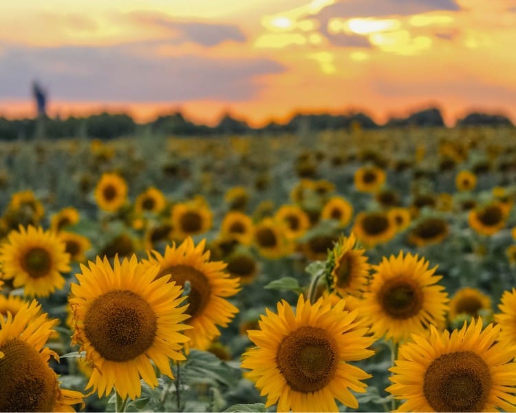 Agroseguro abona más de 9 millones de euros a productores andaluces de girasol