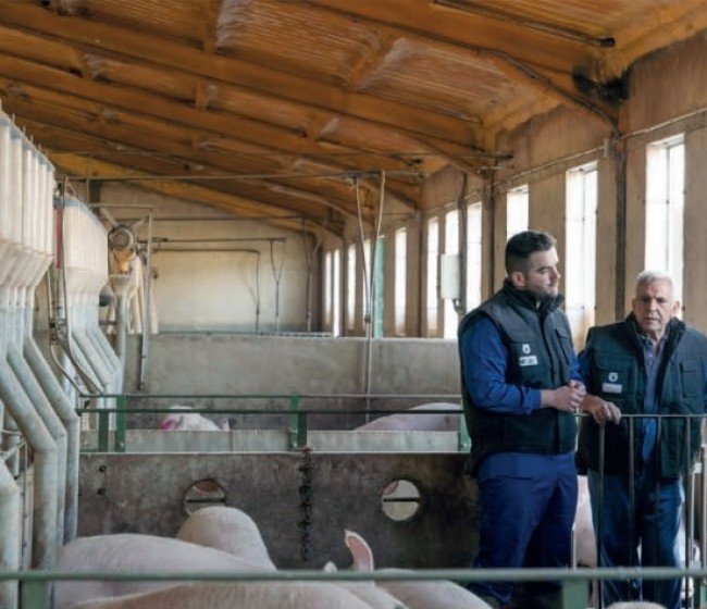 Las granjas porcinas refuerzan la formación para crecer