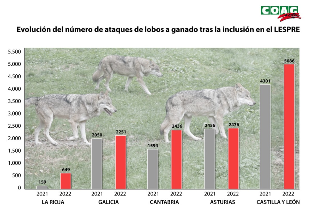 COAG contabiliza en el pasado año 2.338 ataques de lobos más, un total de 12.898