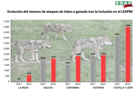 COAG contabiliza en el pasado año 2.338 ataques de lobos más, un total de 12.898