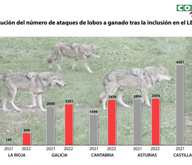 COAG contabiliza en el pasado año 2.338 ataques de lobos más, un total de 12.898