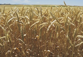 Uso de herbicidas en preemergencia en cereales de invierno