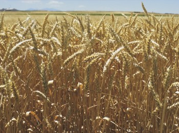 Uso de herbicidas en preemergencia en cereales de invierno