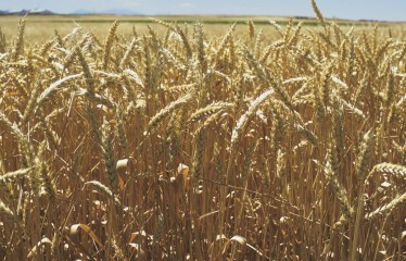 Uso de herbicidas en preemergencia en cereales de invierno
