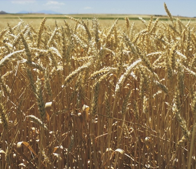 Uso de herbicidas en preemergencia en cereales de invierno