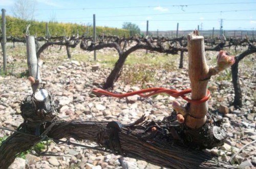 El proyecto tractor del sector del vino consigue 16 M€ de ayudas del PERTE Agroalimentario