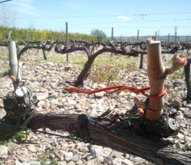 El proyecto tractor del sector del vino consigue 16 M€ de ayudas del PERTE Agroalimentario