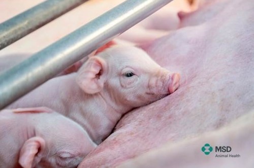 MSD Animal Health registra un nuevo kit de progesterona