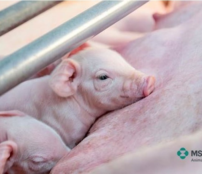 MSD Animal Health registra un nuevo kit de progesterona