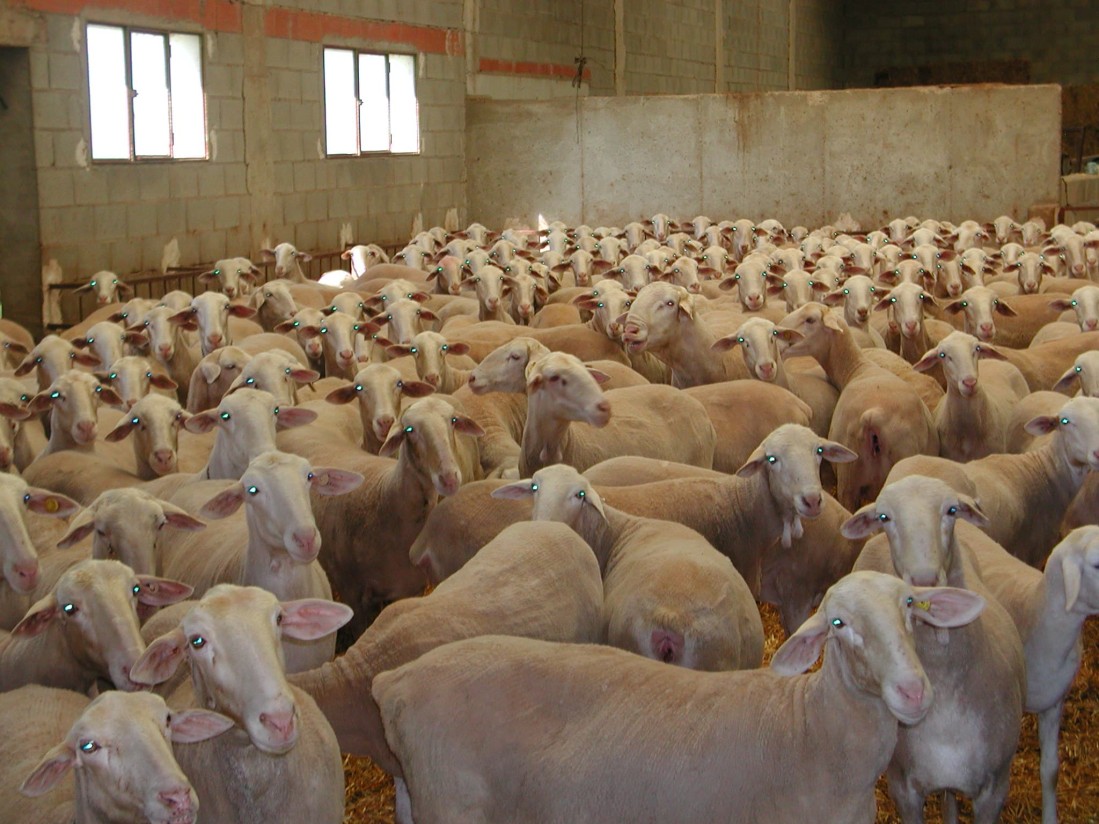 España recupera el estatus de país libre frente a la Viruela Ovina y Caprina