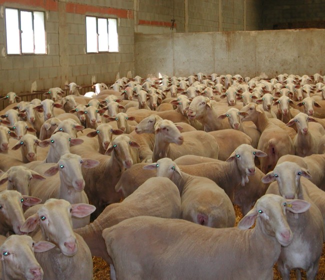 España recupera el estatus de país libre frente a la Viruela Ovina y Caprina