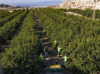 Limón y pomelo repiten producciones en 2023/2024, según estima la interprofesional Ailimpo