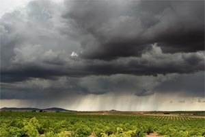 La DANA de este fin de semana afectó a hortalizas y viñedos en el centro de España