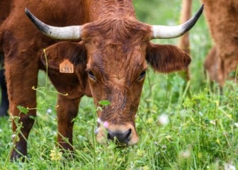 El Congreso Territorios Pastoreados tendrá lugar en Valencia