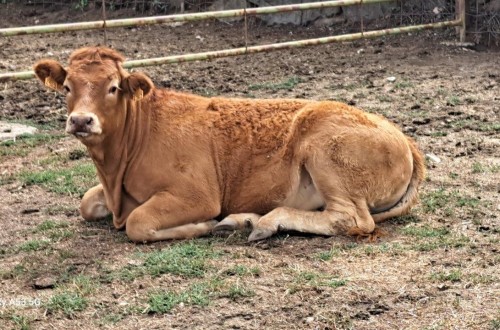 Castilla y León acusa al MAPA de abandonar a los ganaderos afectados por la EHE al no contemplar ayudas estatales