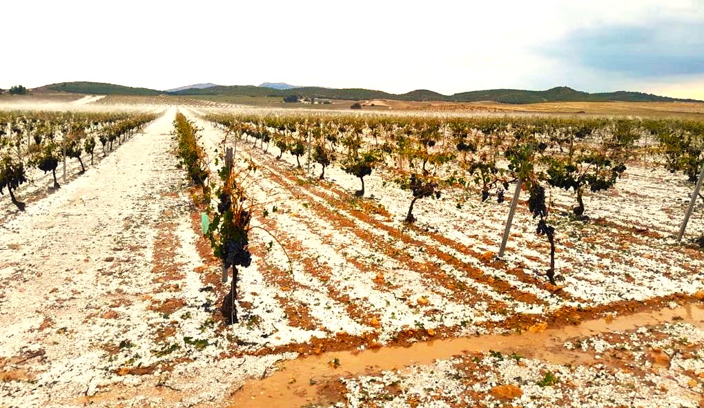 Agroseguro empieza a abonar 65,7 M€ en indemnizaciones a productores de uva de vino